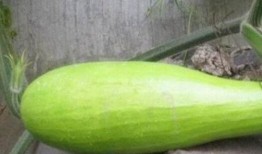 砍瓜回家怎么吃,美味家常新尝试