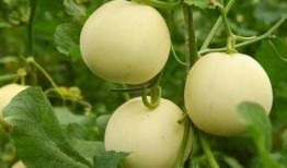 为什么吃瓜叫吃瓜,揭秘“吃瓜”一词的由来与流行文化现象