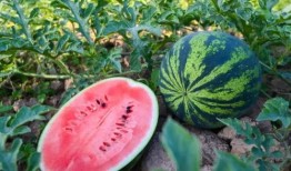 吃瓜竟然吃到自己的瓜,揭秘“吃到自己瓜”的惊人真相