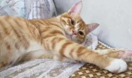 吃瓜猫橘猫,趣味横生的宠物日常