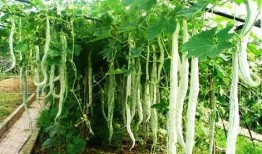 吃蛇瓜会对什么好,揭秘吃蛇瓜的五大益处