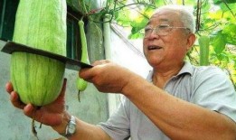 砍瓜回家怎么吃,美味家常新尝试