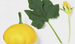 和叶吃瓜,揭秘娱乐圈背后的那些事儿