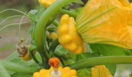 飞碟瓜怎么吃,探索美味新境界