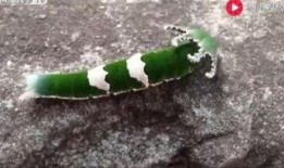 恐龙吃瓜视频,揭秘恐龙与“瓜果”的神秘邂逅