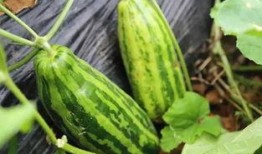 卖瓜吃称,揭秘市场中的诚信与欺诈