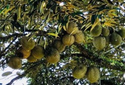 无忧大树回应吃瓜,揭秘吃瓜背后的故事与真相