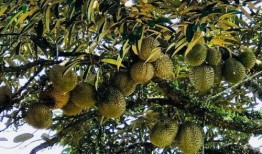 无忧大树回应吃瓜,揭秘吃瓜背后的故事与真相