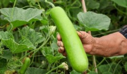 葫芦瓠瓜怎么吃,解锁健康美味新选择