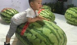 武进吃瓜群众事件,网络舆论下的社会现象解析