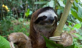 树懒吃狼瓜,揭秘热带雨林中的独特食性