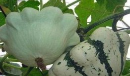 飞碟瓜怎么吃,探索美味新境界