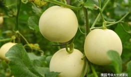 瓜王甜瓜怎么吃,多味品尝，尽享夏日清凉