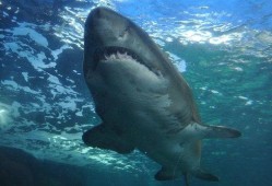 鲨鱼吃瓜网站,揭秘海洋霸主背后的趣味故事