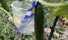 兴化大丰吃瓜事件视频,一场引发热议的网络视频风波