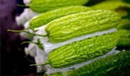 毛瓜孕妇可以吃吗,孕妇饮食中的健康之选