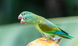 鸟吃瓜吗,揭秘瓜果在鸟类饮食中的角色