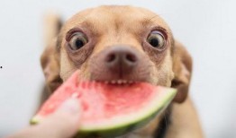 狗吃瓜声控,揭秘狗狗的独特沟通方式