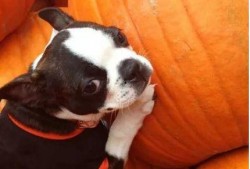 疫情小狗吃瓜,小狗视角下的疫情观察