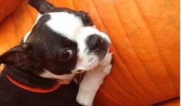 疫情小狗吃瓜,小狗视角下的疫情观察