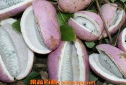 孕期可以吃八月瓜吗