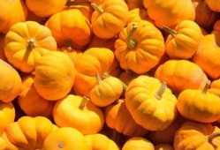 金瓜吃瓜免费在线,畅享瓜界盛宴