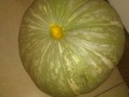 玉兰瓜过敏怎么吃,安全享受美食的秘诀