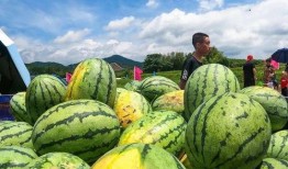 武平县吃瓜,探寻当地特色美食之旅