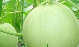 孕妇吃小绿瓜,小绿瓜助力孕妇健康营养