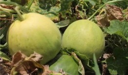 梦见吃瓜甜瓜,揭秘吃瓜甜瓜的梦境寓意