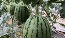 河北网红吃瓜,揭秘网络红人的幕后故事