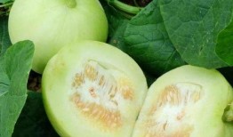 减肥可以吃绞瓜吗,健康美味两不误