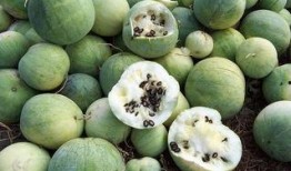 哪些瓜可以留隔日吃,这些瓜类更营养美味