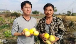 厦门吃瓜行动,揭秘城市美食背后的故事