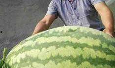 暗王吃瓜,揭秘宫廷秘闻背后的权力斗争