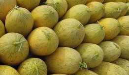 吃铁瓜好还是吃哈密瓜好,口感与营养的较量，哪一种更胜一筹？”