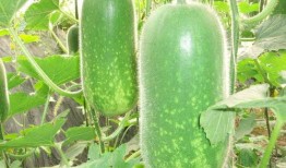 立秋吃瓜瘦吃窝瓜胖