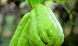 佛手瓜与什么搭配吃,探寻搭配美食新风尚