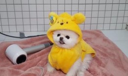 哈士奇吃瓜的好处,解锁狗狗清凉消暑新姿势