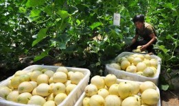 老人吃的瓜面瓜叫什么,老人常食的“瓜面瓜”之谜