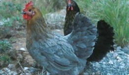 主播带你吃大瓜,揭秘网红主播带你品尝娱乐圈大瓜盛宴