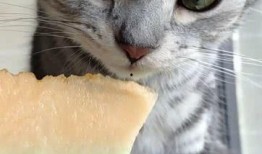 猫咪打架吃瓜,打架现场，吃瓜群众围观