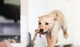 叼盒子吃瓜的狗狗,萌态十足引网友热议