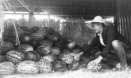 龙泉吃瓜群众事件始末,一场网络舆论的风暴与反思