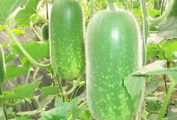 大瓜杆怎样吃,解锁美味新境界