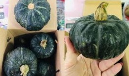 金丝贝贝瓜怎么吃,尽享夏日清新美味