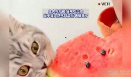 小花猫吃瓜,一场味蕾的冒险之旅