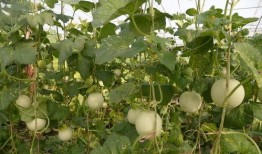 金丝凤吃瓜,一场甜蜜的夏日盛宴