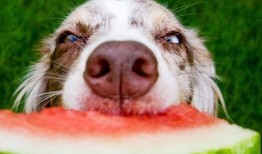 天才吃瓜狗狗视频,萌态十足引网友爆笑