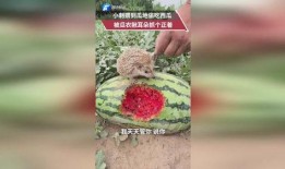 小耳朵默默吃瓜,揭秘娱乐圈幕后故事